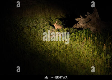 Hare Stock Photo