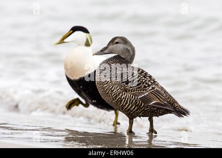common eider ducks Stock Photo