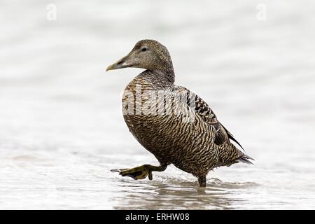 common eider duck Stock Photo
