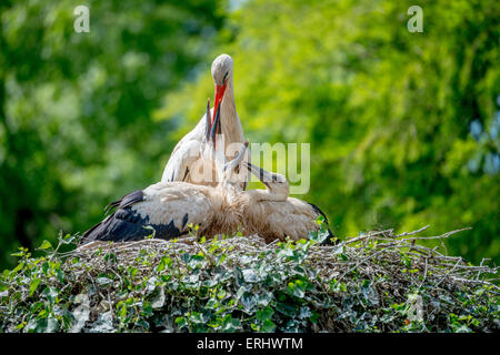 Stork feeding its chicks Stock Photo