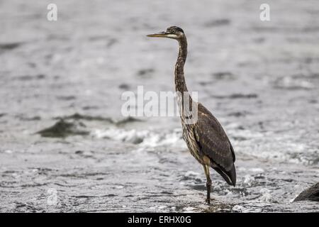 great blue heron Stock Photo