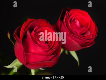 two red roses on black Stock Photo