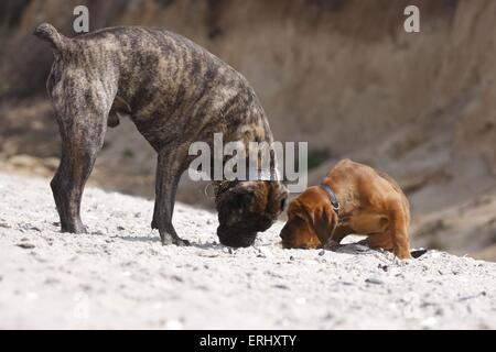 2 dogs Stock Photo