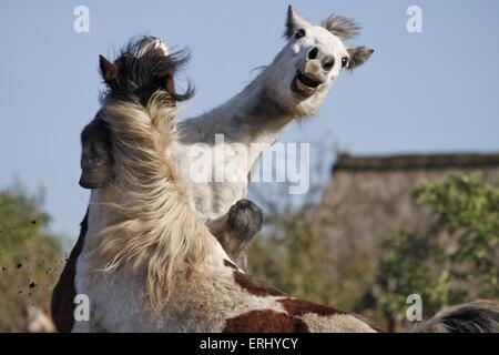 2 horses Stock Photo