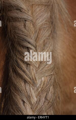 Haflinger horse tail Stock Photo