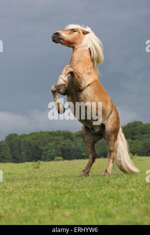 Haflinger Rearing rising Haflinger horse Stock Photo - Alamy