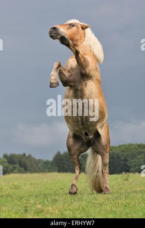 Haflinger Rearing rising Haflinger horse Stock Photo - Alamy