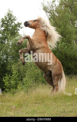 Haflinger Rearing rising Haflinger horse Stock Photo - Alamy