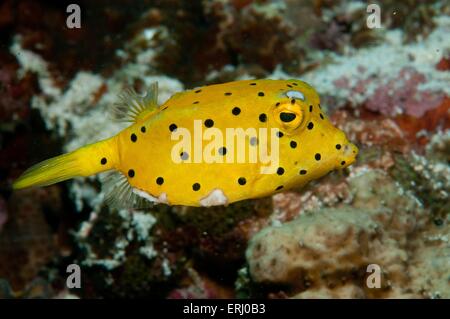 yellow boxfish Stock Photo
