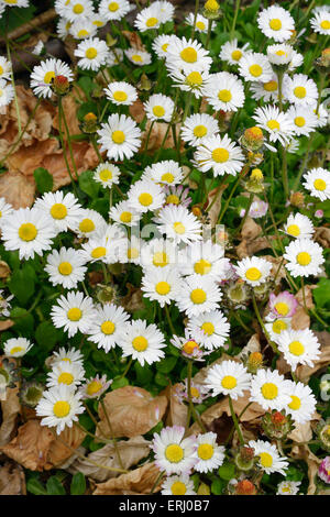Daisy - Bellis perennis Mass of white flowers Stock Photo