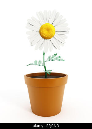 Daisy in the pot isolated on white. Stock Photo