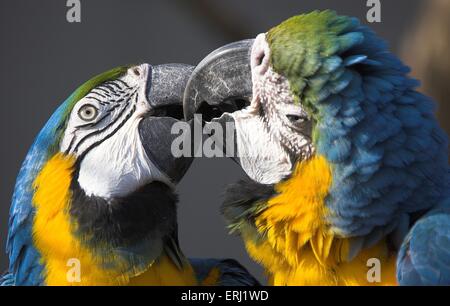 macaw Stock Photo
