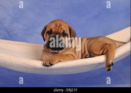 mongrel puppy Stock Photo