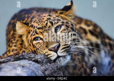 chinese leopard Stock Photo
