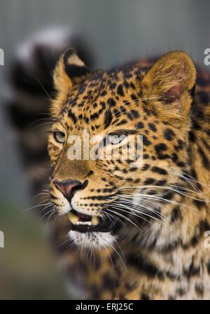 chinese leopard Stock Photo
