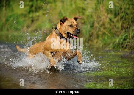 running Ca de Bou Stock Photo