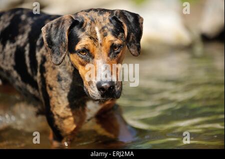 Louisiana Catahoula Leopard Dog Portrait Stock Photo - Alamy