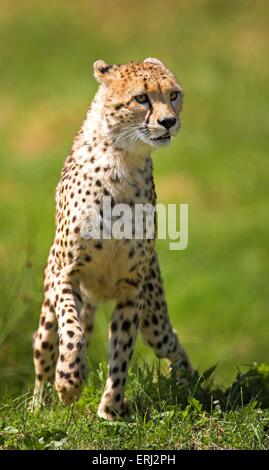 hunting-leopard Stock Photo