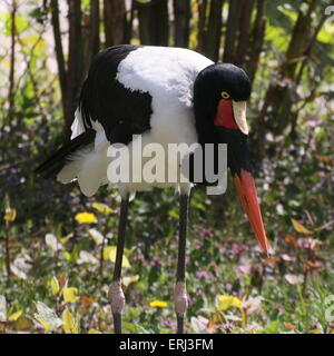Female West African Saddle billed stork (Ephippiorhynchus senegalensis) - captive bird Stock Photo