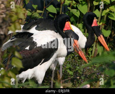 Male and female West African Saddle billed stork (Ephippiorhynchus senegalensis) Stock Photo