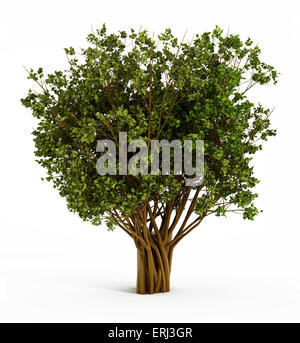 Big tree isolated on white background Stock Photo