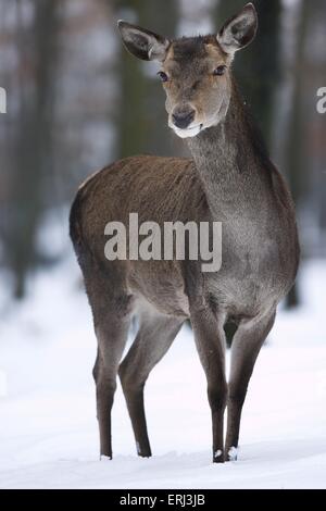 roe deer in snow Stock Photo