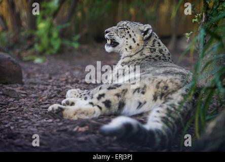 lying snow leopard Stock Photo