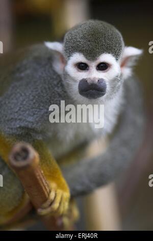 Black-capped Squirrel Monkey Stock Photo