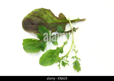 green bunch of Arugula on a light background Stock Photo