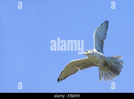 flying duck hawk Stock Photo