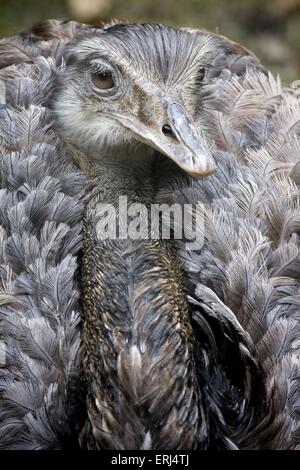 american rhea Stock Photo