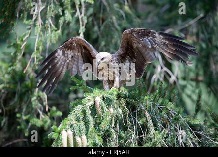 black kite Stock Photo