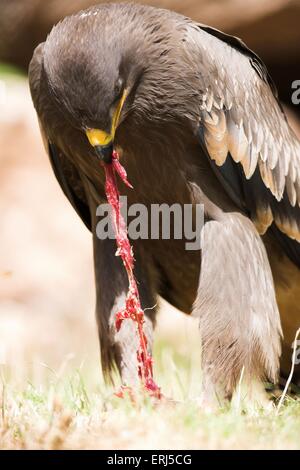 steppe eagle Stock Photo