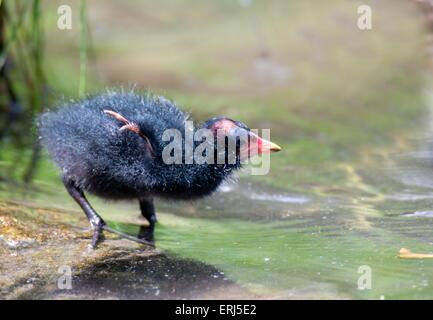 young common gallinule Stock Photo