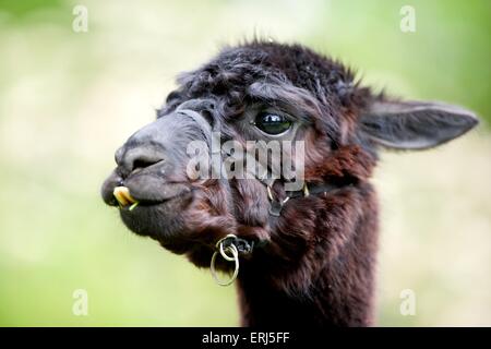 alpaca Stock Photo