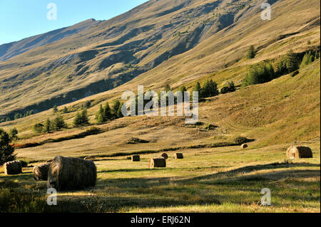 Mountain pasture in the French Alps, France Stock Photo