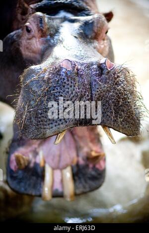 hippo Stock Photo