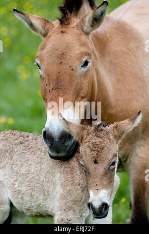 Asian wild horses Stock Photo