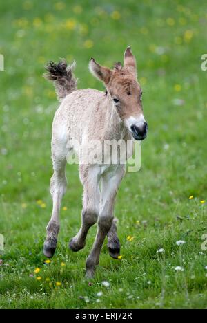 Asian wild horse foal Stock Photo
