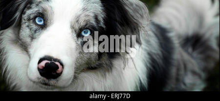 Close Up Face of Blue Merle Border Collie Dog Stock Photo