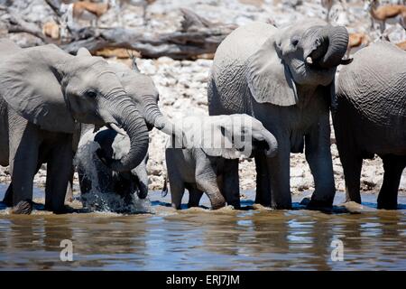 herd of elephants Stock Photo