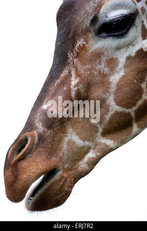 Giraffe Stock Photo