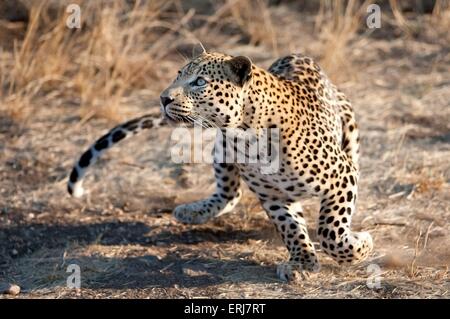 running-leopard-erj7rt.jpg