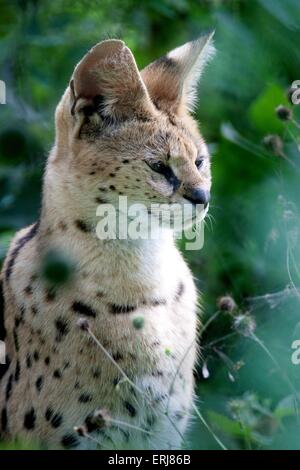Serval Portrait Stock Photo