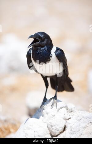 pied crow Stock Photo