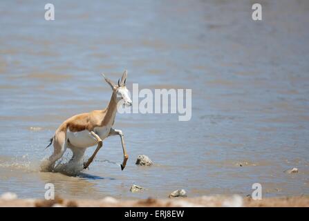 Springbok Running Beg Springboks (Antidorcas marsupialis) running. The springbok is a medium ...