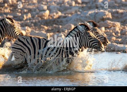 Zebras Stock Photo