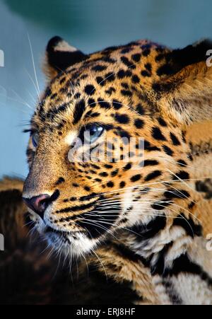 north china leopard Stock Photo