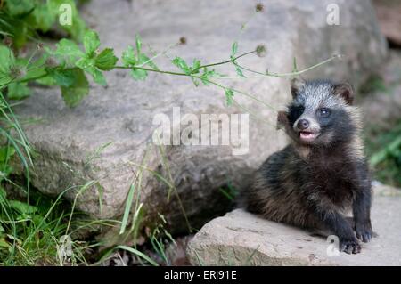 young raccoon dog Stock Photo