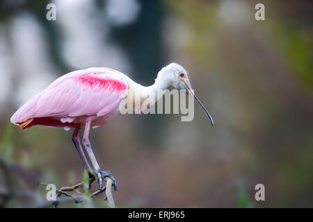 roseate spoonbill Stock Photo